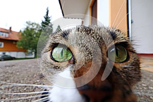 A curious cat looks straight into the camera`s lens