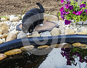 A curious cat looks into the water by the pond