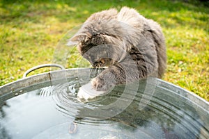 Curious cat playing with water in bucket