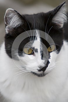 Curious Cat - Portrait