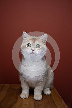 curious cat portrait on brown background
