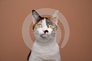 curious cat portrait on brown background with copy space