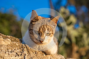 Curious cat relaxing outdoors in golden sunlight