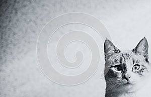 Curious cat`s head on textured wall background, free space