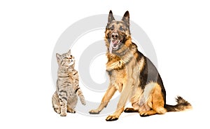 Curious cat Scottish Straight and German Shepherd dog