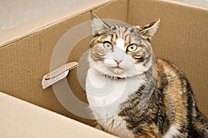 Curious cat sitting in box