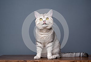 curious cat sitting on wooden table licking lips on gray background