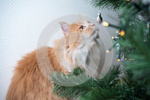 Curious cat smelling christmas tree bauble