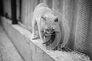 Curious cat sniffs old rusty pipe near rural fence