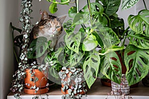 Curious cat sniffs and tastes Ceropegia houseplant, sitting among lush green potted plants at home