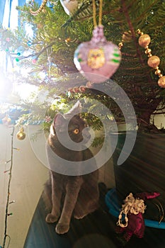Curious cat standing near the Christmas tree