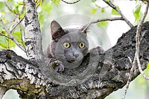 Curious cat on a tree