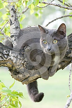 Curious cat on a tree