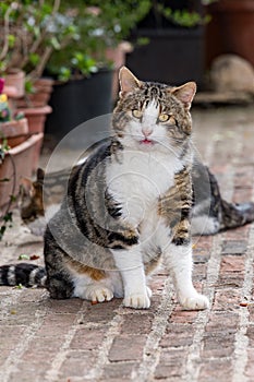 Curious cat in tuscany portrait