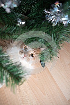 Curious cat under christmas tree