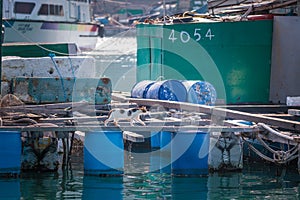 Curious Cat is walking across the fishing platform on water, old fishing village