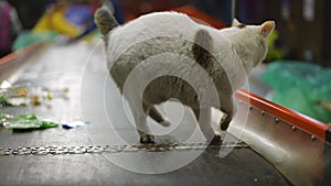 Curious cat walking on conveyor belt sniffing garbage looking at camera and walking away. Portrait of fluffy animal