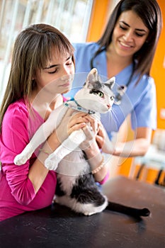 Curious cat watching vet ambulant