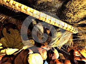 Curious cat, wicker basket and chestnuts. Close-up.