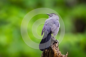 Curious catbird sitting on the tree with green background