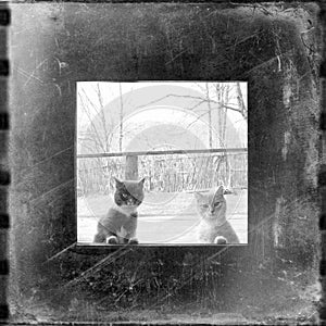 Curious cats looking through the window