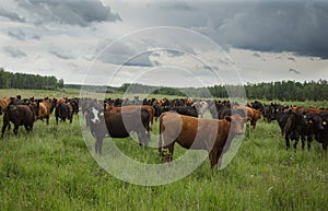 Curious Cattle Looking Back at Me