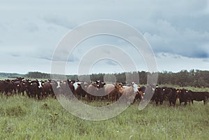 Curious Cattle Standing in Pasture photo