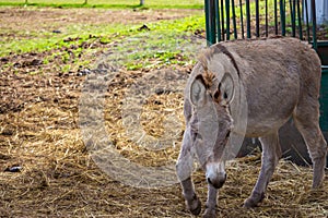 A Curious, but Cautious, Donkey photo