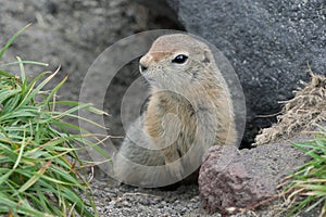 Curious but cautious wild animal Arctic ground squirrel peeps out of hole under stone and looking around so as not to