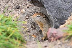 Curious but cautious wild animal Arctic ground squirrel peeps out of hole under stone and looking around so as not to