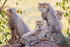 Curious cheetah cubs in the bush shadow