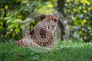 A curious cheetah on green grass at the Aktiengesellschaft Cologne Zoological Garden in Germany