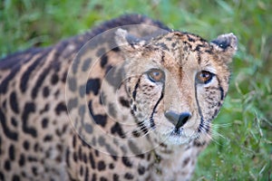 A Curious Cheetah