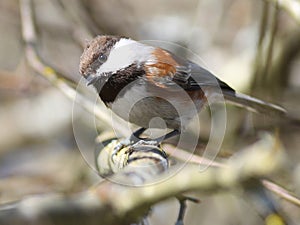 Curious Chestnut-backed Chickadee