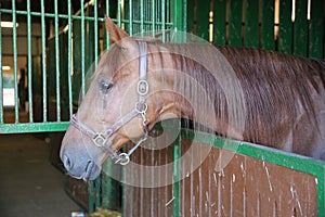 Curious chestnut colored horse looking out stable window on farm