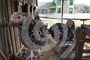 Curious Chicken at Farmstead in Grapevine, Texas