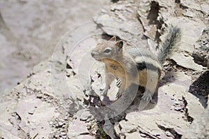 Curious Chipmunk