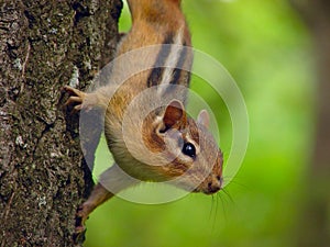 Curious Chipmunk