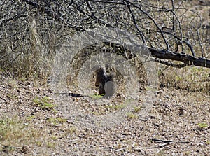 Curious Chipmunk in the Desert