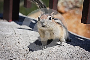 Curious chipmunk looking for something to eat, US