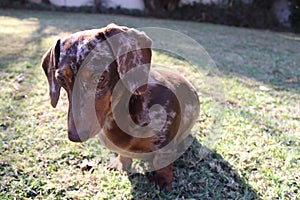 Curious chocolate dapple dachshund