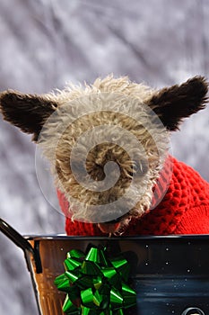 Curious Christmas Puppy