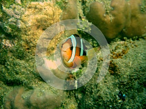Clownfish Amphirion at a reef in the indian ocean photo