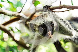 Curious colobus monkey hanging on a tree, Zanzibar