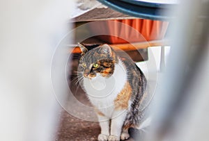 Curious colored kitten sits under desk and watch some actions in her garden. Young inquires felis catus domesticus. Concept of