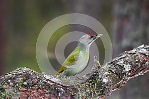 Curious and colorful Grey-headed woodpecker, Picus canus on a tree in a boreal forest of Estonia, Northern Europe.