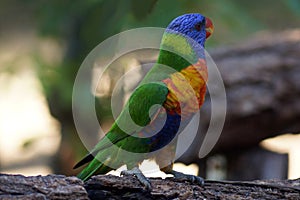 Curious and colourful Rainbow lorikeet