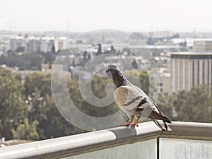 Curious Common Pigeon Perched on a High Rise Balcony Rail