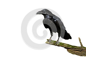 Curious common raven facing camera isolated on white background