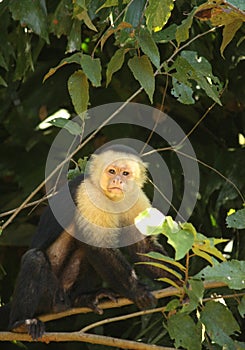 A Curious but Confident Capuchin Monkey Perched on a Branch